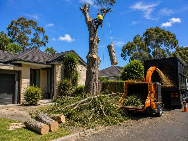 Large tree removal near a home
