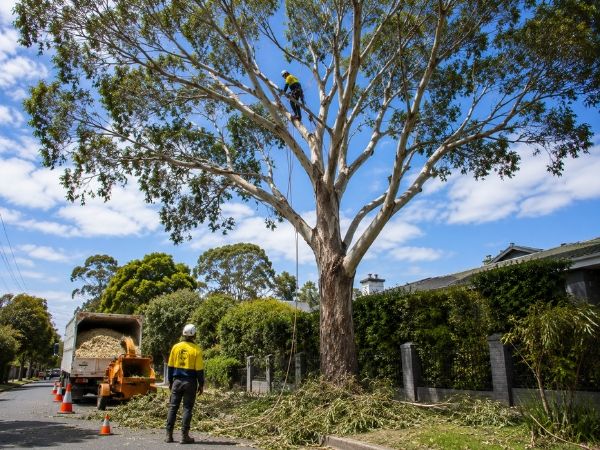 Crown pruning of a mature tree
