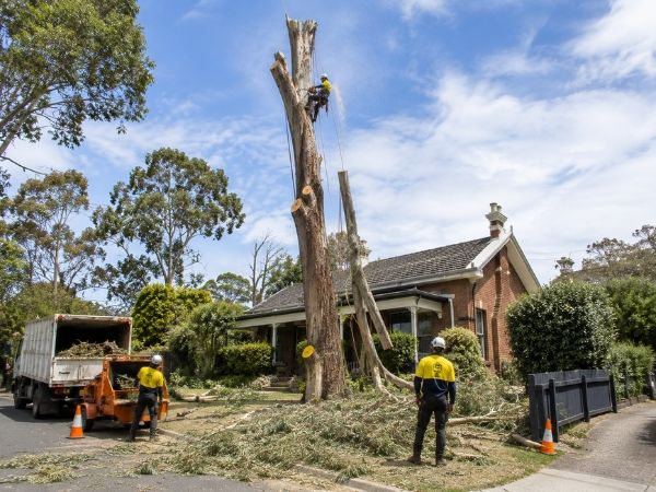 Large tree removal near a home