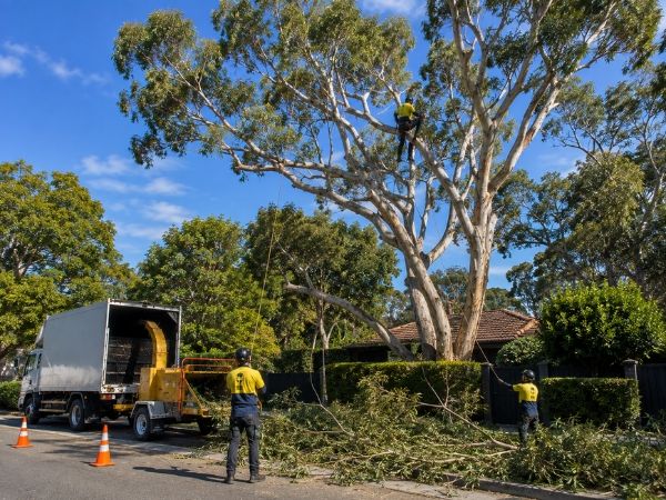 Crown pruning of a mature tree