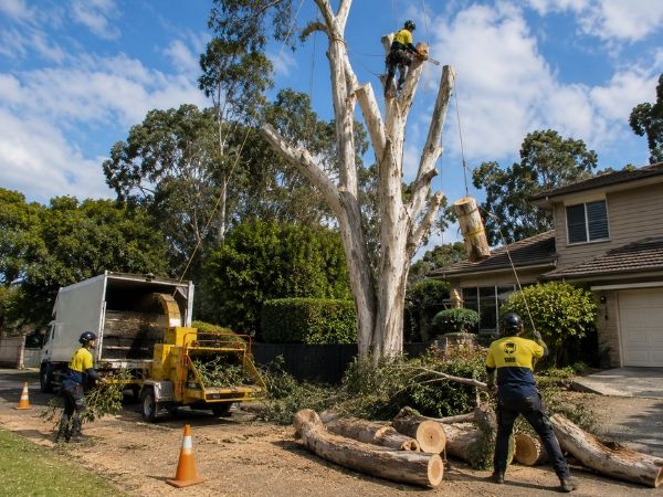 Large tree removal near a home