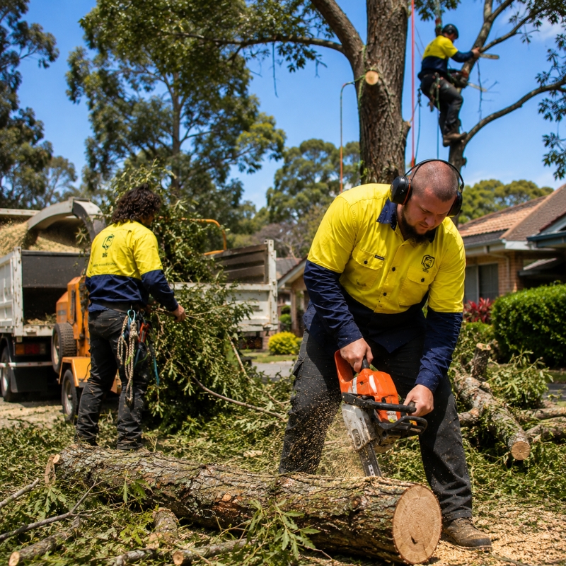 The Yard team on a tree job in Ku-ring-gai