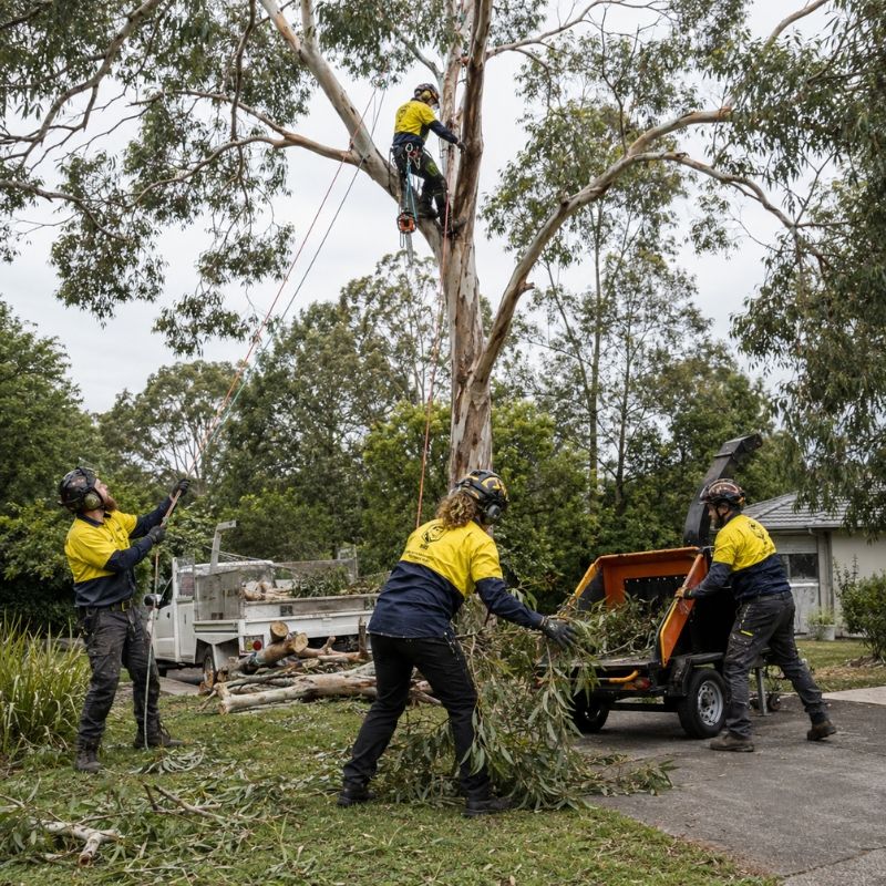 The Yard team on a tree job in Maroondah