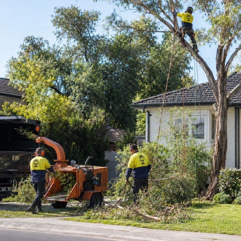 The Yard team on a tree job in Monash