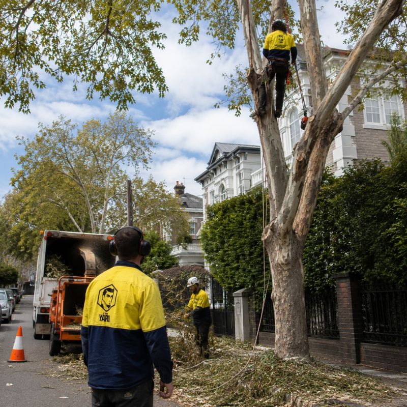 The Yard team on a tree job in Stonnington