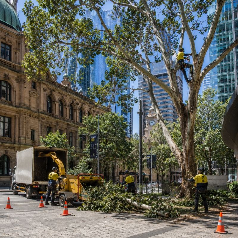 The Yard team on a tree job in Sydney CBD