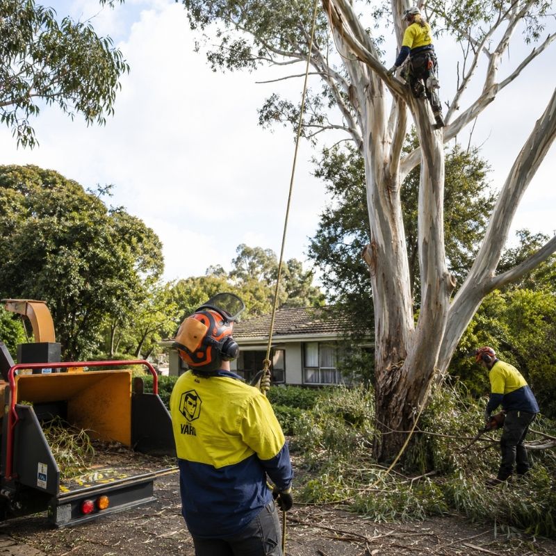 The Yard team on a tree job in Whitehorse