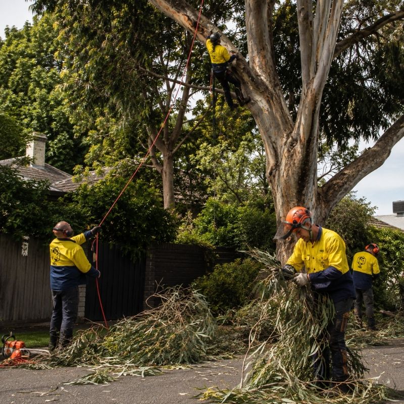 The Yard team on a tree job in Yarra