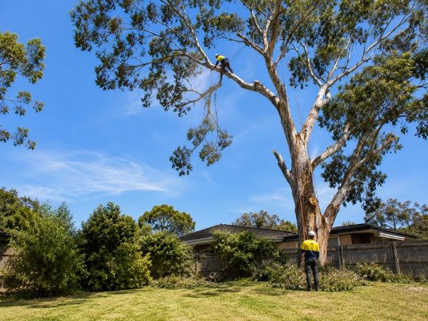 Crown pruning of a mature tree