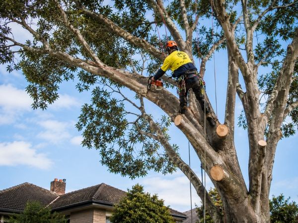 Crown pruning of a mature tree
