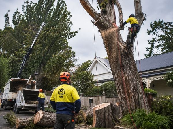 Large tree removal near a home