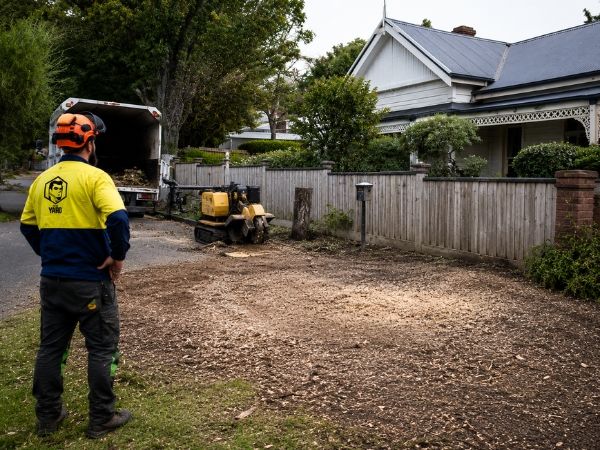 Stump grinding result, cleared ground