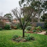 Late winter tree pruning in a Melbourne garden with healthy deciduous branches